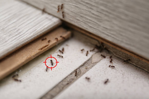 Best Pest Prevention Services  in North Grosvenor Dale, CT